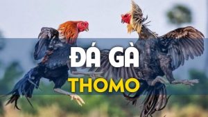 Giới thiệu về trường gà Thomo nổi tiếng nhất châu Á