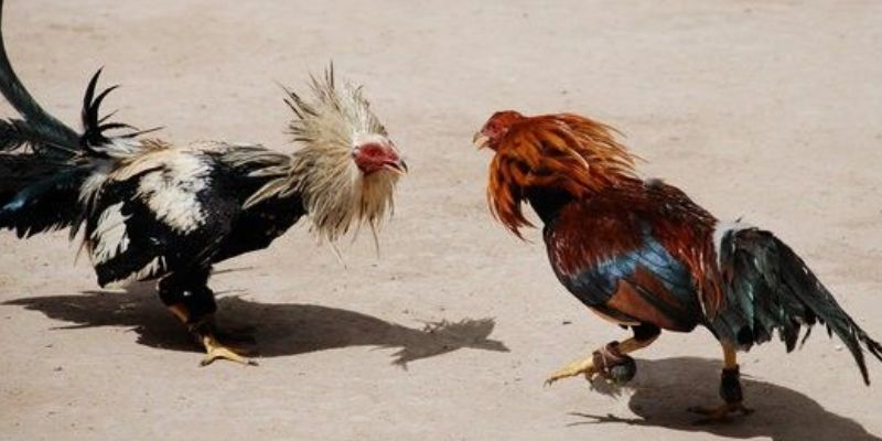 Hãy áp dụng các bí kíp của cao thủ để thắng lớn