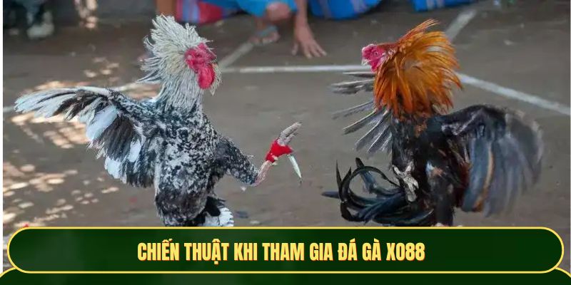 Chiến thuật khi tham gia Đá Gà XO88